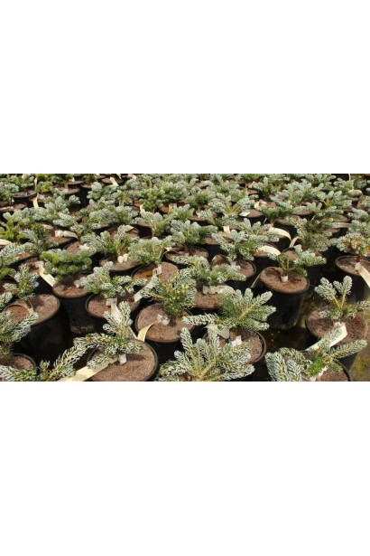 Ялиця Когоутс Айсбрейкер саджанці